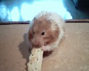 Hamster Photo Nr. 261