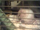 Hamster Photo Nr. 265