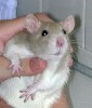 Hamster Photo Nr. 268