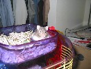 Hamster Photo Nr. 269