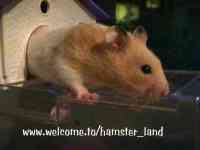 Hamster Photo Nr. 26