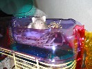 Hamster Photo Nr. 270