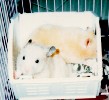 Hamster Photo Nr. 274