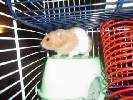 Hamster Photo Nr. 275