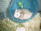 Hamster Photo Nr. 276