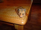 Hamster Photo Nr. 277