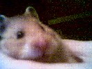 Hamster Photo Nr. 278