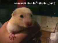 Hamster Photo Nr. 27