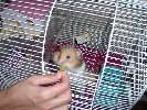 Hamster Photo Nr. 280