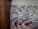 Hamster Photo Nr. 282