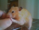 Hamster Photo Nr. 284