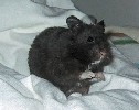 Hamster Photo Nr. 285