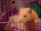Hamster Photo Nr. 286