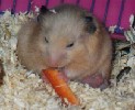 Hamster Photo Nr. 288