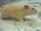 Hamster Photo Nr. 289