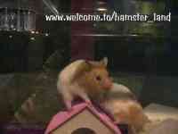 Hamster Photo Nr. 28