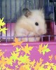 Hamster Photo Nr. 290