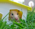 Hamster Photo Nr. 293