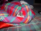 Hamster Photo Nr. 295