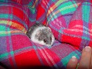 Hamster Photo Nr. 296