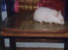 Hamster Photo Nr. 298