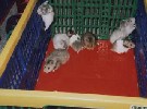 Hamster Photo Nr. 299