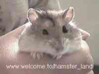 Hamster Photo Nr. 2