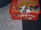 Hamster Photo Nr. 300