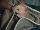 Hamster Photo Nr. 303