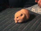 Hamster Photo Nr. 304