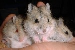 Hamster Photo Nr. 308