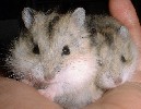 Hamster Photo Nr. 309