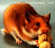 Hamster Photo Nr. 30