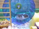 Hamster Photo Nr. 310