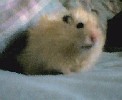 Hamster Photo Nr. 312