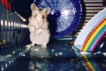 Hamster Photo Nr. 313