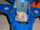 Hamster Photo Nr. 315