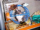 Hamster Photo Nr. 316