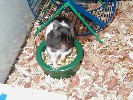 Hamster Photo Nr. 318