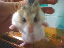 Hamster Photo Nr. 321