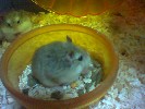 Hamster Photo Nr. 324