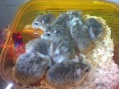 Hamster Photo Nr. 325