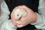 Hamster Photo Nr. 327