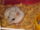 Hamster Photo Nr. 328
