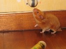 Hamster Photo Nr. 330