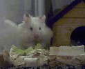 Hamster Photo Nr. 334