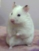 Hamster Photo Nr. 335