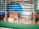 Hamster Photo Nr. 339