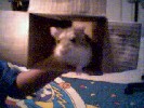 Hamster Photo Nr. 342