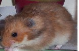 Hamster Photo Nr. 344